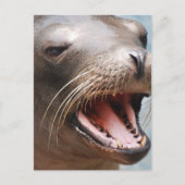 Californië Zee Lion Briefkaart (Voorkant)