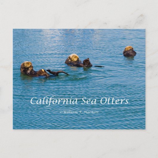 Californië Zee Otter California Producten Briefkaart (Voorkant)