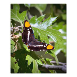 Californië zuster vlinder op boombladeren foto afdruk