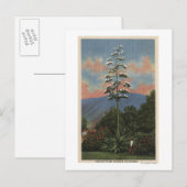 CaliforniëCentury-Plant in Bloom Briefkaart (Voorkant / Achterkant)