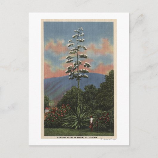 CaliforniëCentury-Plant in Bloom Briefkaart (Voorkant)
