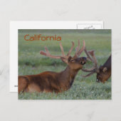 Californisch briefkaart (Voorkant / Achterkant)