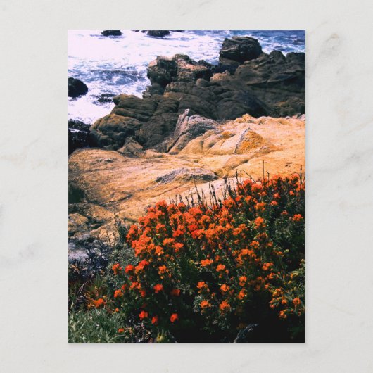 Californische Briefkaart Kustflora (Voorkant)