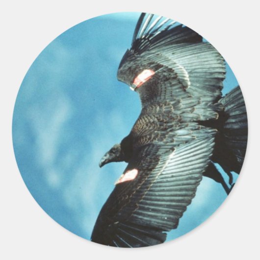 Californische condor ronde sticker (Voorkant)