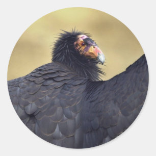 Californische condor ronde sticker