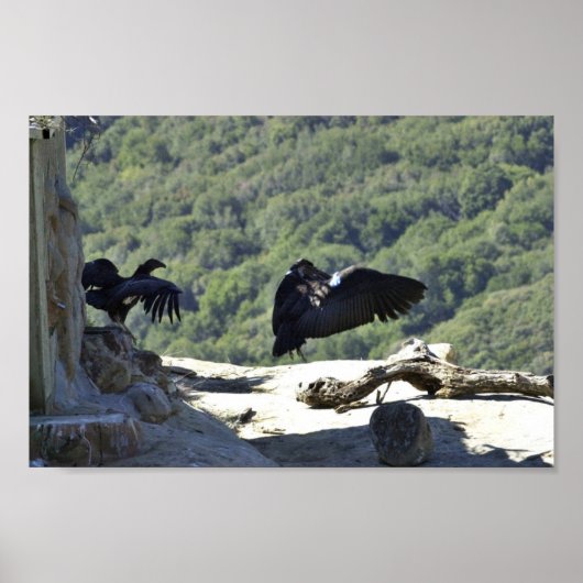 Californische condors poster (Voorkant)
