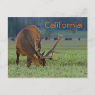 Californische eland ansichtkaart briefkaart