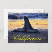 Californische fauna briefkaart (Voorkant / Achterkant)