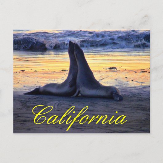 Californische fauna briefkaart (Voorkant)