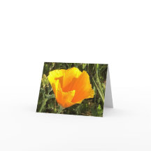 Californische Gouden Papaver - 1