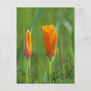 Californische gouden papavers in een groen veld briefkaart