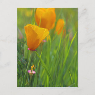 Californische gouden papavers in een groen veld briefkaart