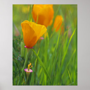 Californische gouden papavers in een groen veld poster