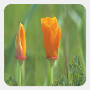 Californische gouden papavers in een groen veld vierkante sticker