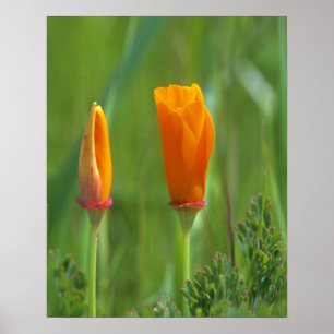 Californische gouden papies in een groen veld poster
