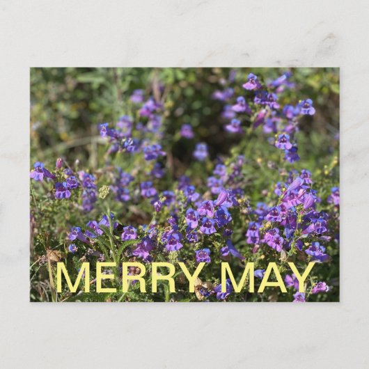 Californische kleuren: Merry May Briefkaart (Voorkant)
