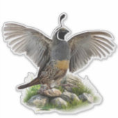 Californische kuifkwartel sticker (Voorkant)