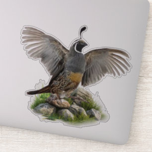Californische kuifkwartel sticker