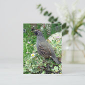 Californische kwartel briefkaart (Staand voorkant)