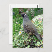 Californische kwartel briefkaart (Voorkant / Achterkant)