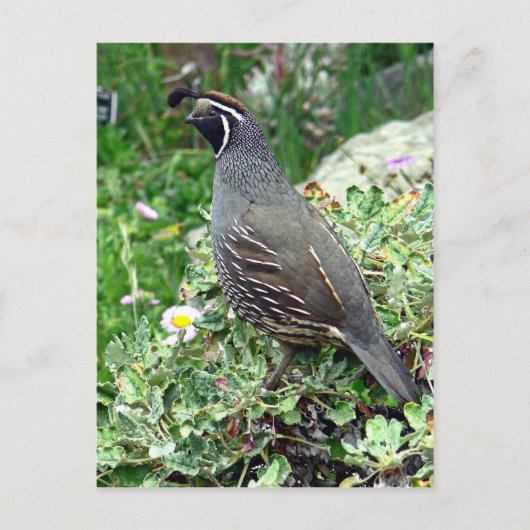 Californische kwartel briefkaart (Voorkant)