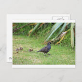 Californische kwartel briefkaart (Voorkant / Achterkant)