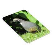 Californische kwartel in Sunshine Magnet Magneet (Rechterzijde)