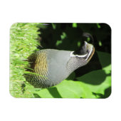 Californische kwartel in Sunshine Magnet Magneet (Horizontaal)