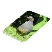 Californische kwartel in Sunshine Magnet Magneet (Linkerzijde)