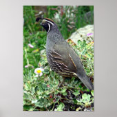 Californische kwartel poster (Voorkant)