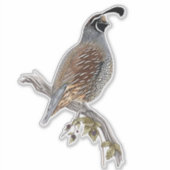 Californische kwartel sticker (Voorkant)