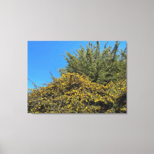 Californische lente canvas afdruk (Voorkant)