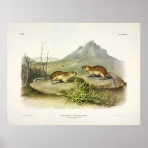 Californische marmot-eekhoorn, Mexicaanse aardkorr Poster