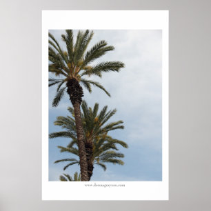 Californische palmbomen poster