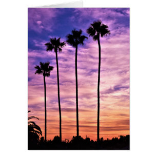 Californische palmboom zonsondergang