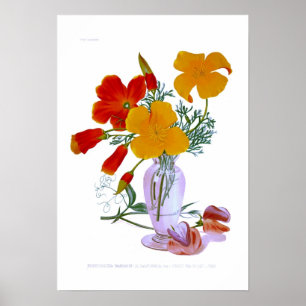 Californische papaver (Eschscholzia californica) Poster