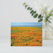 Californische papaver in bloemen briefkaart (Staand voorkant)