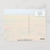 Californische papaver in bloemen briefkaart (Achterkant)