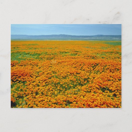 Californische papaver in bloemen briefkaart (Voorkant)