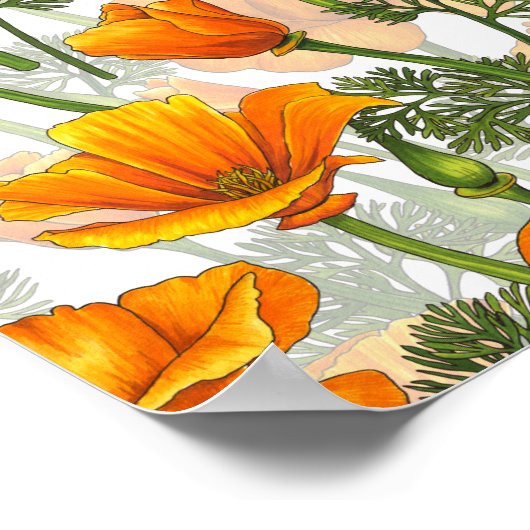 Californische papaver poster (Hoek)