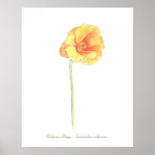 Californische papaver, waardepapier voor Poster (m