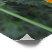 Californische papaverlandbloemige Poster (Hoek)