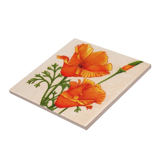 Californische papaverpapaver in het sinaasappel tegeltje (Zijkant)