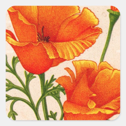 Californische papaverpapaver in het sinaasappel vierkante sticker (Voorkant)