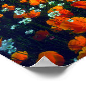 Californische papavers en popcorn-bloemen poster (Hoek)
