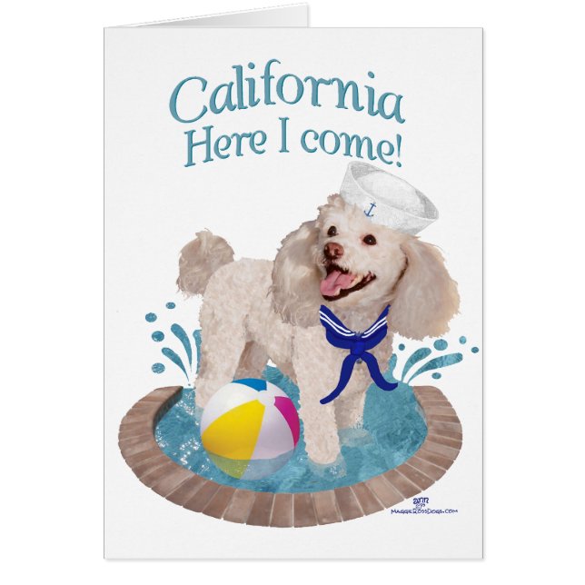 Californische Poodle (Voorkant)