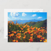 Californische poppies met een heuvel briefkaart (Voorkant / Achterkant)