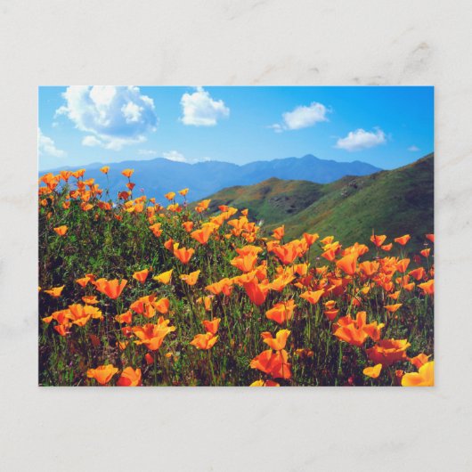 Californische poppies met een heuvel briefkaart (Voorkant)