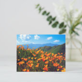 Californische poppies met een heuvel briefkaart (Staand voorkant)
