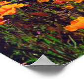 Californische poppies met een heuvel poster (Hoek)
